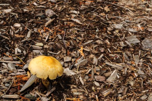 A closeup of a mushroom on the ground covered in small wooden sticks