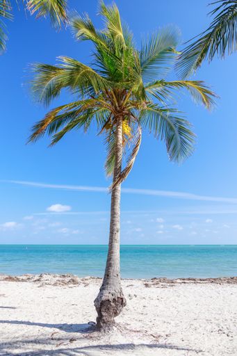 A beautiful view of a palm tree gleaming under the cloudy blue sky on the coast