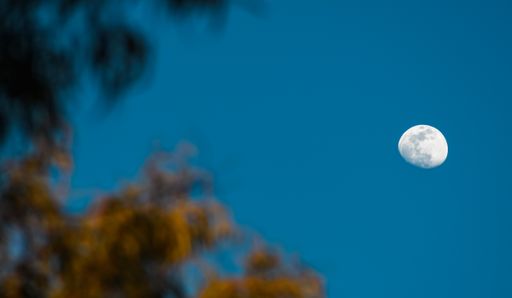 A low angle shot of a white almost full moon in a blue sky over a forest