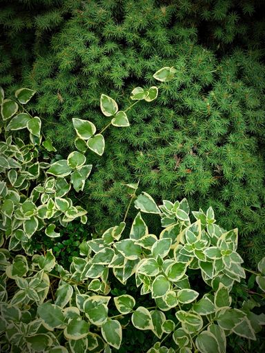 Some dense branches of trees with various shapes of leaves - perfect for background