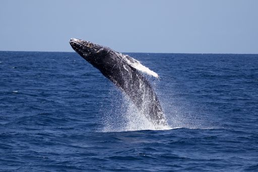 A closeup of a blue whale jumping out of the water off the coast of San Diego, California, USA