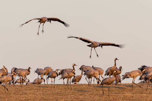 Flying cranes in the meadow at Hornborgasjon in the evening sun. In the spring, the migratory birds come to Sweden to breed.