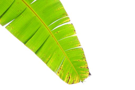 A banana leaf isolated on a white background