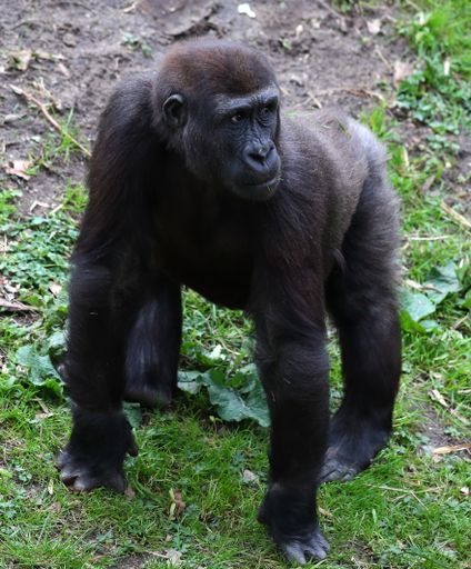 A vertical shot of a big Gorilla ape standing on grass in the nature