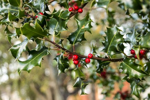 A shallow focus of a common holly (Ilex aquifolium)