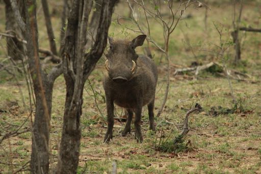 A closeup shot of a Common warthog animal standing n Kruger National Park South Africa