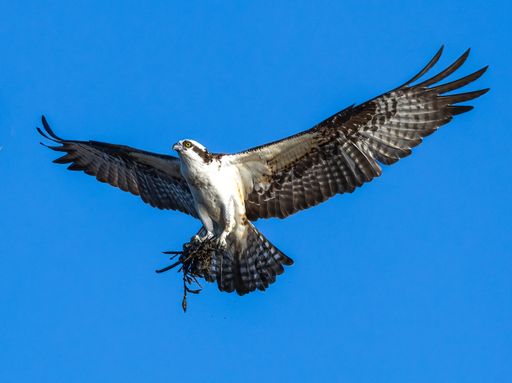 A beautiful shot of an osprey flying with nesting material in the blue sky