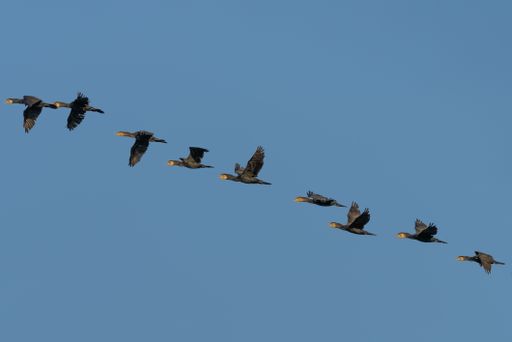 A low angle shot of a small flock of great cormorants flying on a blue sky in bright sunlight
