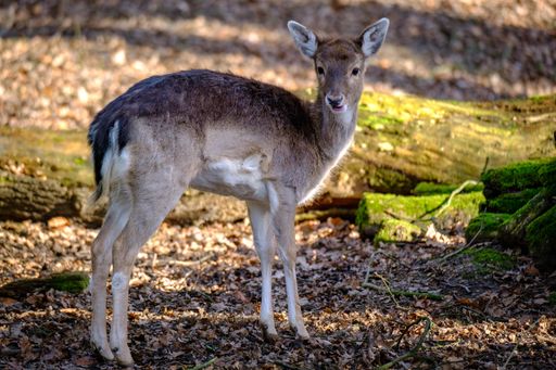 A closeup shot of the baby European fallow deer standing in the forest