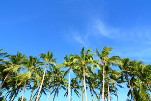 A low angle shot of palm trees on the clear blue sky background - perfect for wallpaper