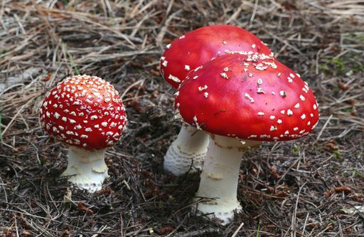 A closeup of Amanita muscaria, commonly known as the fly agaric or fly amanita.