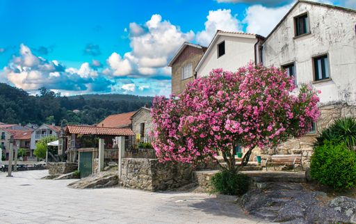 A beautiful view of a Galician village with a pink flower blossum tree in Spain
