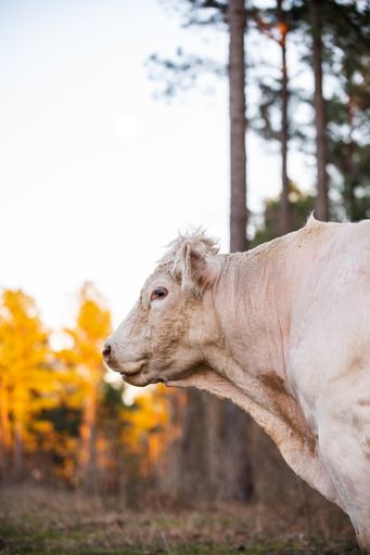 A vertical side view of a white bull