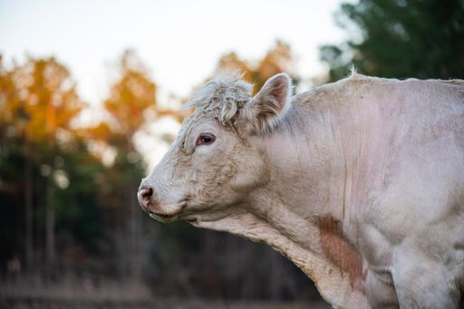 A vertical closeup photo of a white cattle in the field