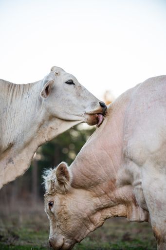 A vertical shot of a white cow cleaning another one