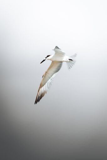 A vertical shot of a bird flying