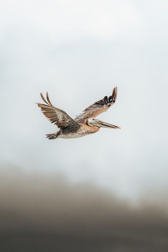 A vertical picture of a bird flying