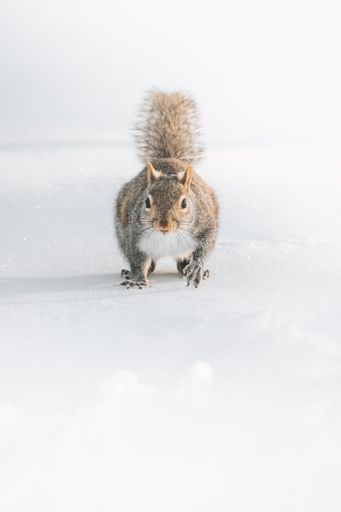 A shot of a cute squirrel