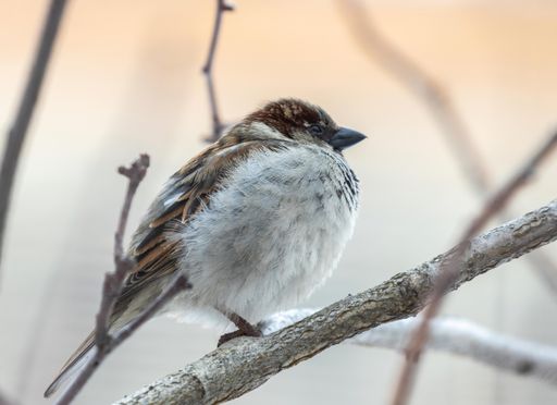 a closeup shot of house sparrow on a branch
