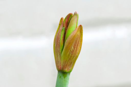 Stem with lily flowers planted in outdoor garden, buds in tropical summer