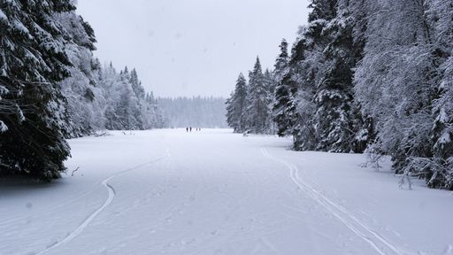 A scenic view of a forest and track covered with heavy snow and a foggy sky in the background