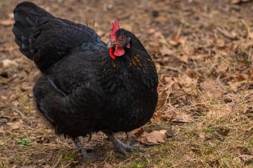 A close-up shot of a beautiful australorp chicken standing on the garden ground during daytime with blurred background