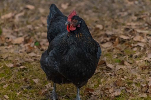 A view of a black hen standing outside on the ground covered with crunchy autumn leaves