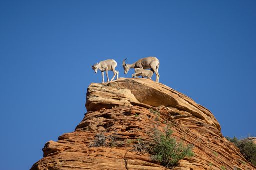 A group of mountain goats in Zion National Park