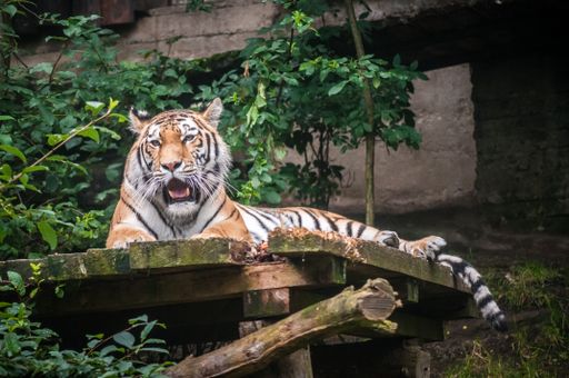 A beautiful tiger laying on a wooden shelf on the trees in its enclosure at the zoo during daytime