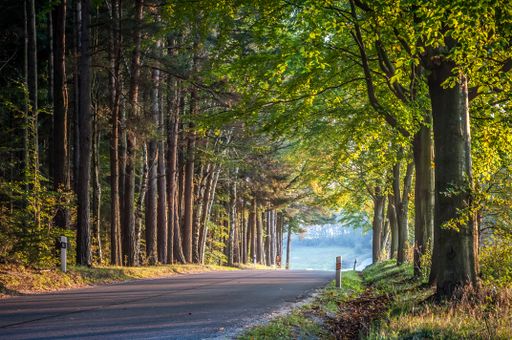An empty countryside road through the green dense forest on a sunny day
