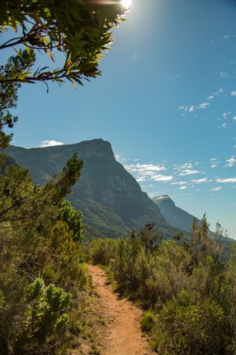 A vertical shot of a trail through Constanta Nek forest near mountains in Cape Town