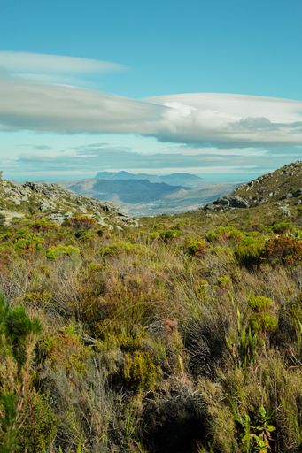 A vertical shot of rural wild fields on mountains near Constantia Nek forest in Cape Town