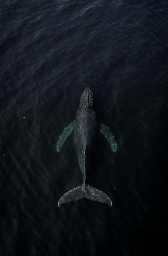 A vertical shot of a whale on a sea
