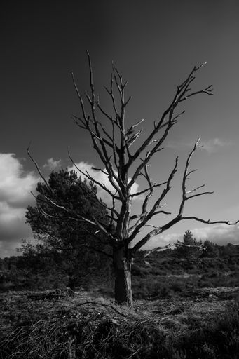 vertical shot of old dry tree in grayscale
