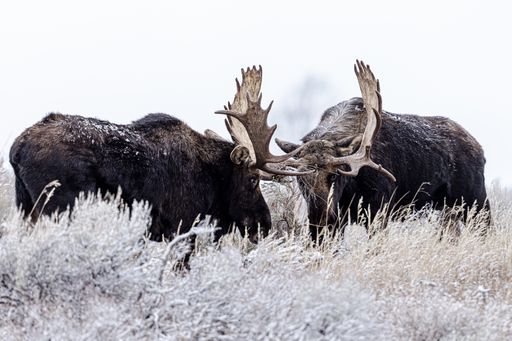 A view of beautiful moose fighting in a Grand Teton National Park, USA