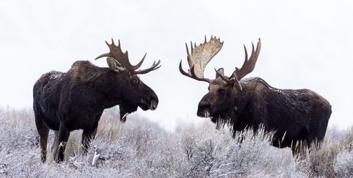 A view of beautiful moose in a Grand Teton National Park, USA