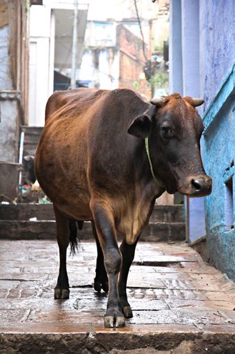 The Sacred cow on the streets of Varanassi, India