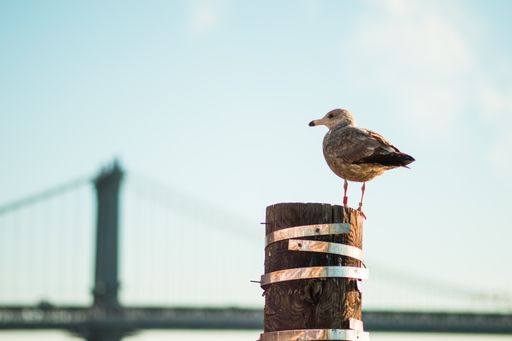 A closeup shot of a seagull looking over Manhattan bridge