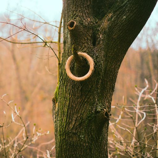 The rubber wheel hanging on the tree