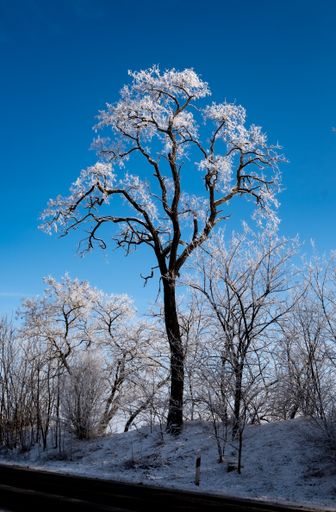 A vertical shot of a single tall tree among other trees covered in snow