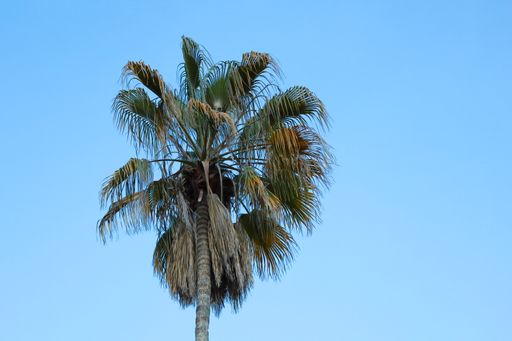A low angle shot of a palm tree in a blue sky in California