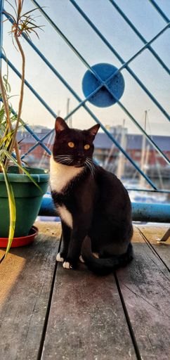 A vertical shot of a black and white domestic shorthair cat