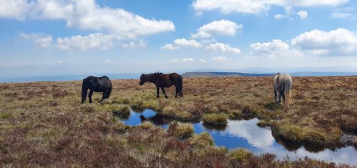 The wild horses grazing near the water canal on the hills
