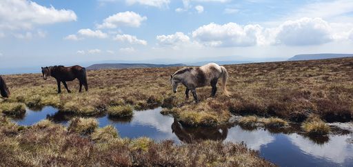 The wild horses grazing near the water canal on the hills