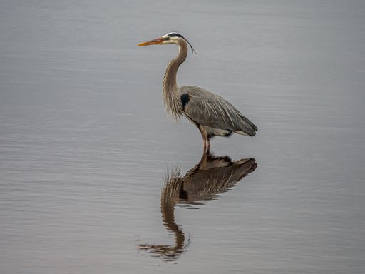 A closeup shot of a heron with its reflection in the water
