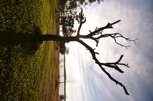 A vertical shot of calm lake at sunset with dry tree in the foreground