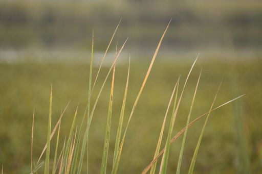 A closeup shot of green grass growing in a field