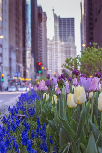 A vertical shot of tulips during the spring time in downtown Chicago, USA