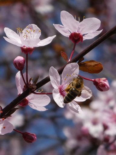 A shallow focus of a Branch with beautiful flowers and a bee - spring time