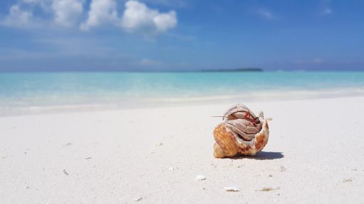 A closeup of a Hermit crab at a beach on a summer sunny day